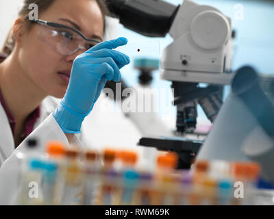 Visualizzazione dello scienziato campione umano su vetrino di vetro prima di mettere sotto microscopio in laboratorio Foto Stock
