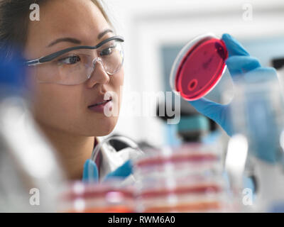 Scienziato esaminando colture microbiologiche in capsule di petri in laboratorio Foto Stock