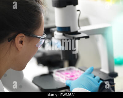 Scienziato immissione multi pozzetti contenenti le cellule al microscopio durante l'esperimento in laboratorio Foto Stock