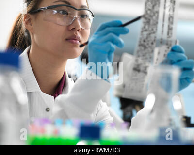 Scienziato visualizzazione dei risultati di un test genetico sul DNA autoradiogramma in laboratorio Foto Stock