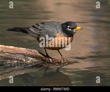American Robin, Turdus migratorius, appollaiato da uno stagno di Saskatoon, Saskatchewan, Canada Foto Stock