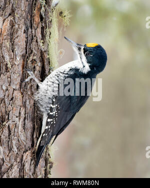 Nero-backed Picchio, Picoides arcticus, appollaiato su albero di abete rosso al Lago di candela, Saskatchewan Foto Stock