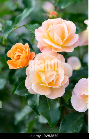 La botanica, Bodendecker rose 'Sedana', attenzione! Per Greetingcard-Use / Postcard-Use nei Paesi di lingua tedesca talune restrizioni possono applicare Foto Stock