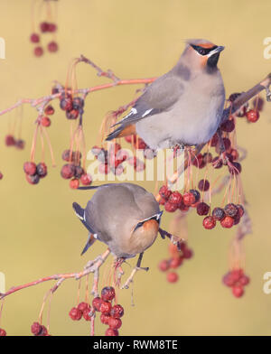 Bohemian Waxwings, Bombycilla garrulus, mangiare bacche di Saskatoon, Saskatchewan, Canada Foto Stock