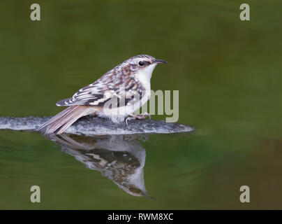 Brown superriduttore, Certhia americana, a un cortile stagno, a Saskatoon, Saskatchewan, Canada Foto Stock