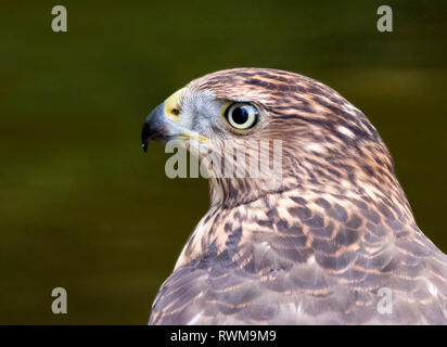 Un bambino Cooper's Hawk, Accipiter cooperii, in un stagno di Saskatoon, Saskatchewan, Canada Foto Stock