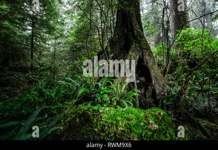 Foresta pluviale sulla Wild Pacific Trail; Ucluelet, British Columbia, Canada Foto Stock