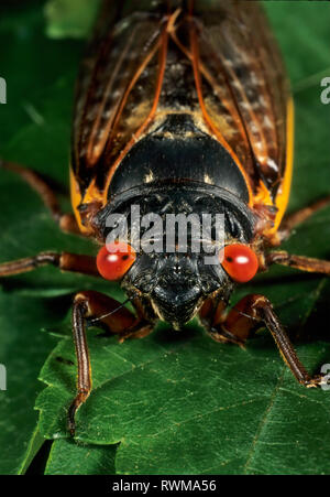 Periodici (cicala Magicicada sp.) da brood x nella Virginia del Nord. Foto Stock