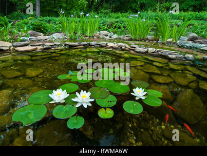 Water Lilies e blue-flag iridi in backyard pond in central Virginia in primavera. Foto Stock