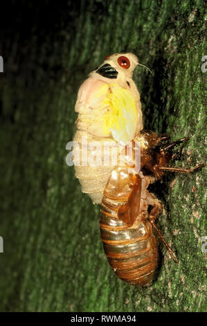 Periodici (cicala Magicicada sp.) da brood x nella Virginia del Nord, emergente dal caso nymphal. #2 nella sequenza di 8. Foto Stock