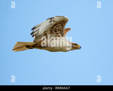 Falco ferruginosa, Buteo regalis, in volo vicino a Maple Creek, Saskatchewan, Canada Foto Stock
