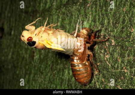 Periodici (cicala Magicicada sp.) da brood x nella Virginia del Nord, cominciando a emergere dal caso nymphal. #4 nella sequenza di 8. Foto Stock