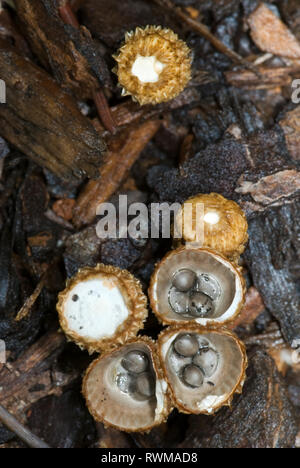 Bird's-nest funghi (Cyathus olla) mostra corpi fruttiferi in vari stadi di maturazione. All'interno Peridioles cuplike "nidi' assomigliano a uova di uccello e quindi th Foto Stock