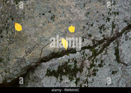 Nero (betulla Betula lenta) alberello che cresce in crack in boulder; Shenandoah National Park, Virginia Foto Stock