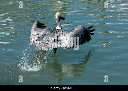 Brown pelican, (Pelecanus occidentalis) prendendo il largo su Rosa Marina, Marco Island, Florida, Stati Uniti d'America Foto Stock