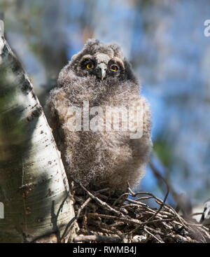 Un gufo comune chick,Asio otus, arroccato a Saskatoon, Saskatchewan. Foto Stock