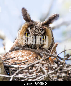 Una femmina di gufo comune,Asio otus, seduto su un nido di Saskatoon, Saskatchewan. Foto Stock