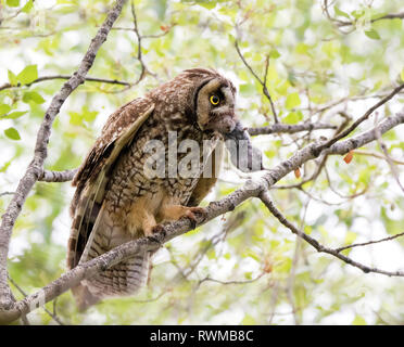 Una femmina di gufo comune , Asio otus, con cibo per i suoi bambini a Saskatoon, Saskatchewan. Foto Stock