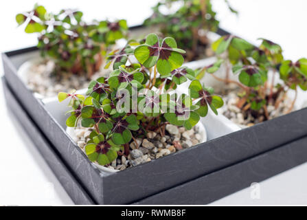 La botanica, Lucky Clover in ciotole di ceramica, attenzione! Per Greetingcard-Use / Postcard-Use nei Paesi di lingua tedesca talune restrizioni possono applicare Foto Stock