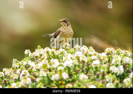 Con uccello screziato piumaggio appollaiato su piante di fioritura; West Point Island, Isole Falkland Foto Stock