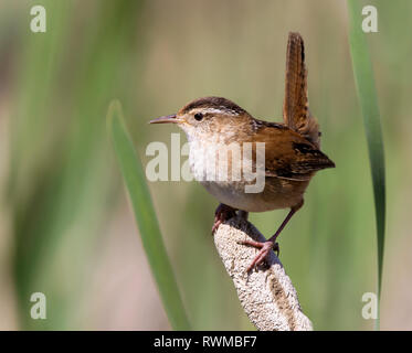 Marsh Wren, Cistothorus palustris, appollaiate in una palude vicino Lago Porter, Saskatchewan, Canada Foto Stock