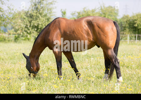 Warmblood. La baia di pascolo adulto con un roach back, il pascolo. Svizzera Foto Stock