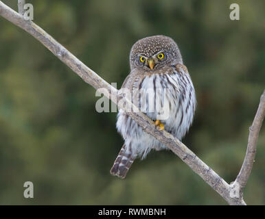 Northern Pygmy-Owl, Glaucidium gnoma, arroccato nella foresta boreale, a nord-ovest di Saskatchewan Foto Stock