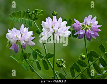 Crown vetch (Securigera varia) all inizio di giugno in Virginia centrale Foto Stock