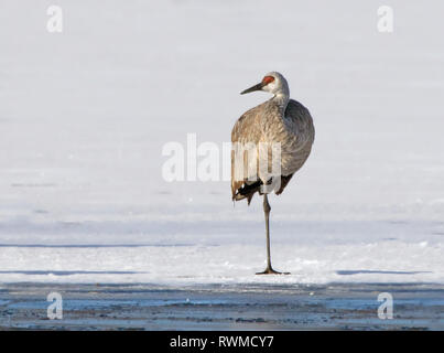 Una gru Sandhill, Grus canadensis, in piedi sul lago Wascana in inverno, regina Saskatchewan Foto Stock