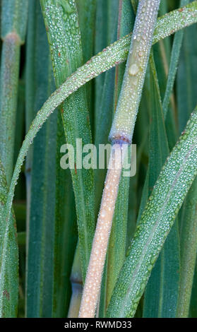 La rugiada-coperto i gambi e le foglie di big bluestem erba (Andropogon gerardii) Foto Stock