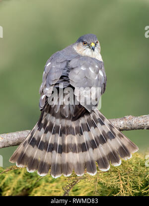 Adulto-Sharp shinned Hawk, Accipiter striatus, smazzare la sua coda a Saskatoon Saskatchewan Foto Stock