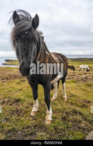 Cavalli islandesi nel paesaggio naturale; Islanda Foto Stock