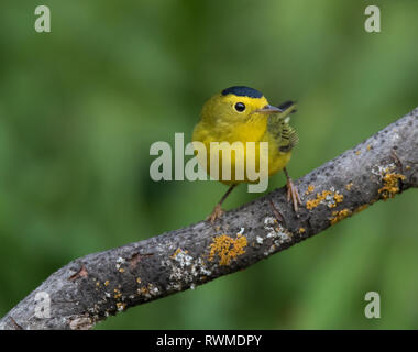 Un maschio di Wilson trillo,Wilsonia pusilla , arroccato a Saskatoon, Saskatchewan, Canada Foto Stock