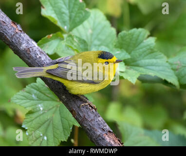 Un maschio di Wilson trillo,Wilsonia pusilla , arroccato a Saskatoon, Saskatchewan, Canada Foto Stock