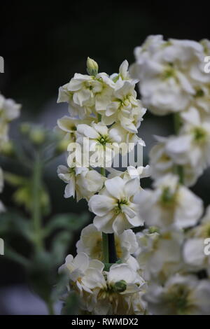 Bella, fresca, giallo profumata scorte, Matthiola incana, fiori e piante che crescono nel giardino dei fiori. Foto Stock