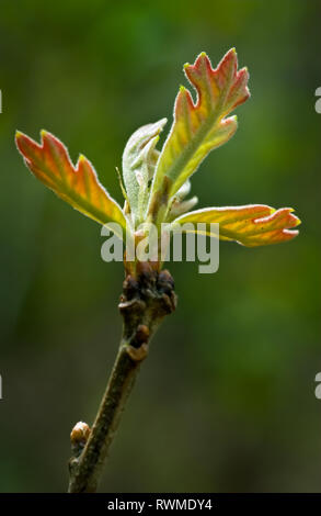 Foglie di bianco orientale quercia (Quercus alba) emergenti in primavera in Virginia centrale. Foto Stock