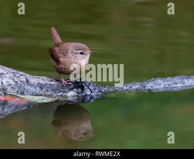 Un inverno di Wren, Troglodytes hiemalis, a backyard pond di Saskatoon, Saskatchewan Foto Stock