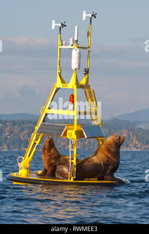 2 leoni marini di Steller (Eumetopias jubatus), conosciuti anche come leoni marini del nord e leoni marini di Steller, riposano su una boa del riserarca, Pat Bay, Sidney, British Columbia, Canada Foto Stock