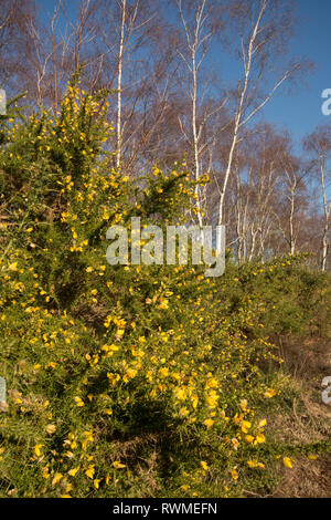 Gorse comune, Ulex Europaeus, sotto l'argento di betulle, Betula pendula, su Iping comune, Sussex, Regno Unito. Foto Stock