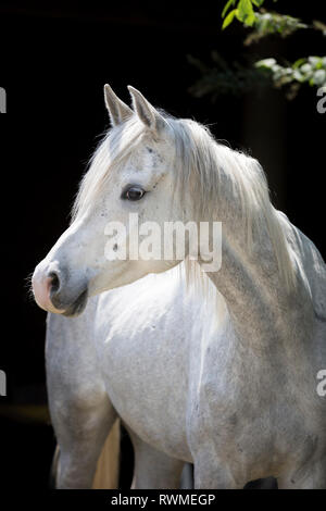 Cavallo Arabo. Ritratto di grigio di una castrazione. Svizzera Foto Stock