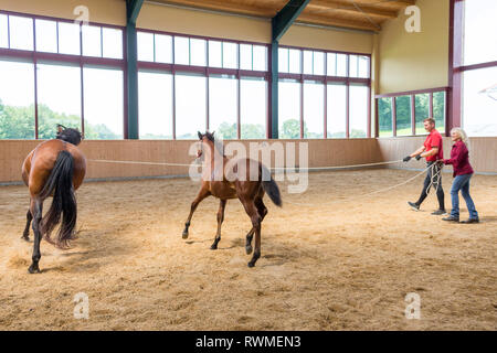 Sport iberica cavallo. Un puledro impara a camminare su l'affondo usando il suo madri esempio. Germania Foto Stock