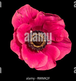 Arte still life macro floreale di un singolo isolato wide open red blossom anemone con texture dettagliate su sfondo nero Foto Stock