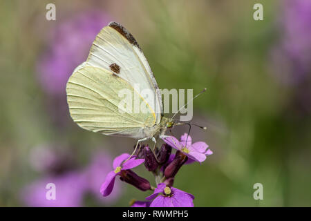 Un cavolo bianco farfalla su un fiore viola del Erysimum Bowles malva Foto Stock