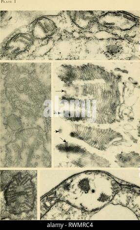 Elettron-struttura microscopica di protozoi (1963) di elettroni struttura microscopica di protozoi electronmicrosco00pite Anno: 1963 .,#*â Foto Stock