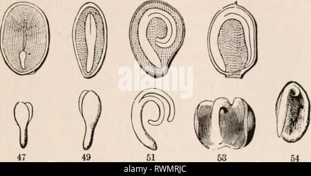 Gli elementi di botanica per gli elementi di botanica per i principianti e per le scuole elementsofbotany00grigio Anno: 1887 sezione 3.] piantine. 23 costruito su uno e lo stesso piano, quello cioè di due foglie su un caulicle iniziale o .stelo, - un piano che è evidente anche quando un cotiledone diventa molto più piccola rispetto alle altre, come nel raro caso di abro- nia (Fig. 54, 55). In altre parole, gli embrioni finora esaminati sono tutti 37. Dicotiledoni, cioè due-cotyledoned. Piante che sono quindi simili nel piano dell'embrione d'accordo allo stesso modo nella struttura generale di 46 48 60 52 thei Foto Stock