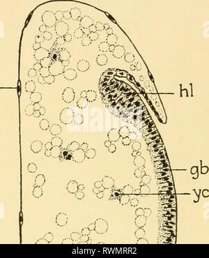 Embriologia di insetti e myriapods; embriologia di insetti e myriapods; la storia evolutiva degli insetti, millepiedi e millepedes da uovo desposition [!] alla schiusa embryologyofinse00joha Anno: 1941 ser Foto Stock