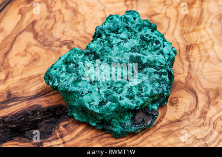 Verde scuro fibroso cluster Malachite da Shaba Provincia, Zaire, sul naturale in legno di olivo. Foto Stock