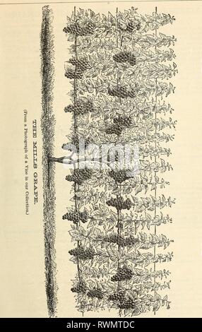 Ellwanger & Barry catalogo generale Ellwanger & Barry catalogo generale : Mount Hope vivai ellwangerbarrysg1890moun Anno: 1890 CATALOGO GENERALE. 2& Foto Stock