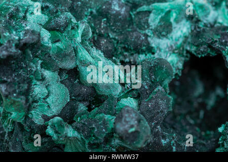 Verde scuro fibroso cluster Malachite da Shaba Provincia dello Zaire. Foto Stock