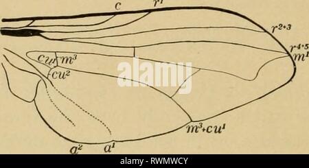 Entomologia elementare (1912) elementare entomologia elementaryentom00sabbia Anno: 1912 24 entomologia elementare bocca-parti, costituiscono la più importante base per la classificazione. Così la maggior parte degli ordini sono distinti da differenze nelle ali, come indicato dai loro nomi, che di solito terminano in -ptera (da ptcron, un'ala), e molti insetti possono essere classificati per genere o anche di specie dalle ali da soli, questo è particolarmente vero di forme fossili, in cui le ali sono spesso le uniche parti ben conservati. La maggior parte degli insetti adulti possiedono due coppie di ali, sostenuti dai meso e torace Foto Stock